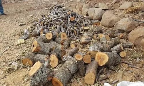 جريمة بحق الطبيعة... قطع أكثر من 800 شجرة سنديان في مجدل بلحيص