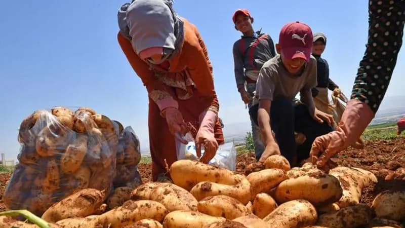 مزارعو البطاطا في عكار: مستمرون في وقف جني المحاصيل