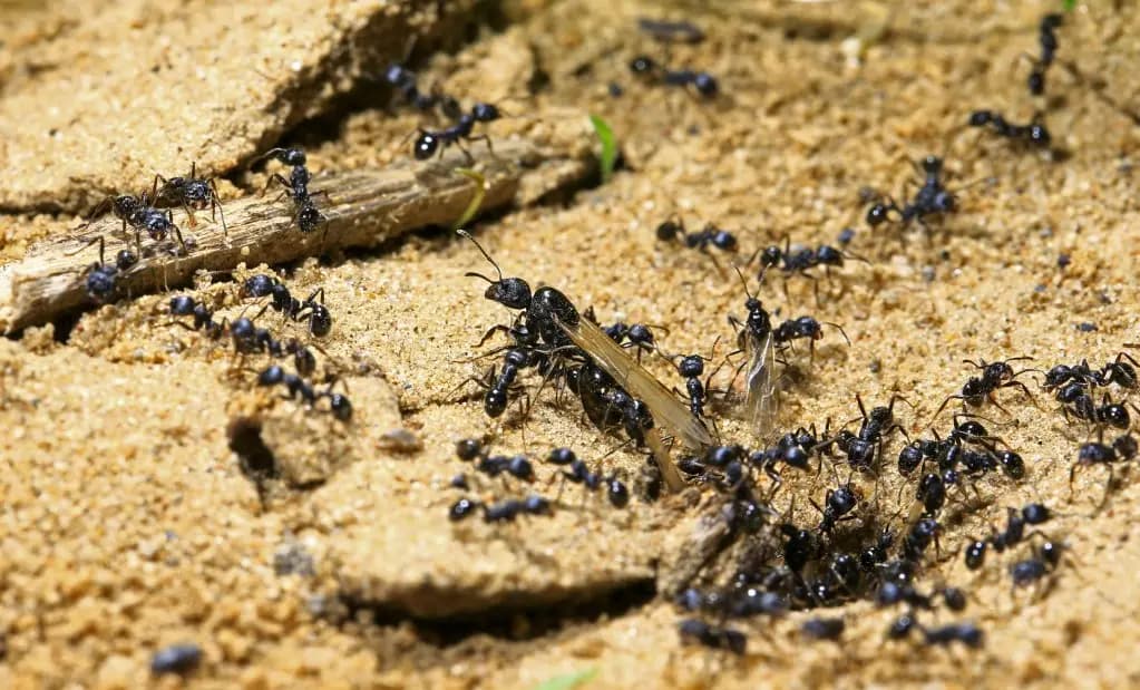 قرية نمل تتسبب بقطع خدمة الإنترنت