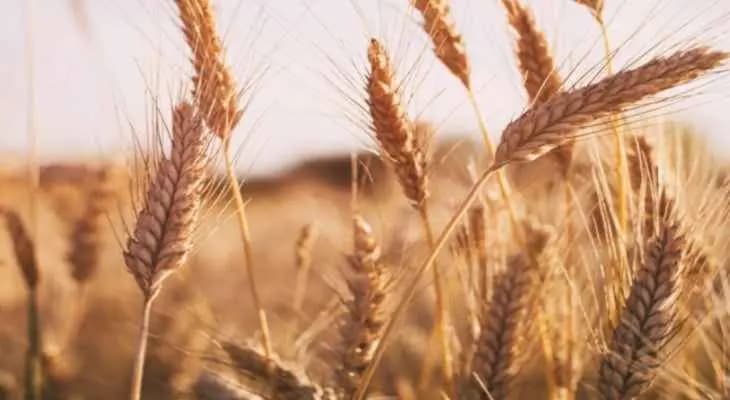 حطيط: ستصل البواخر بأسعار مرتفعة أكثر ما يستدعي رفع أسعار الخبز