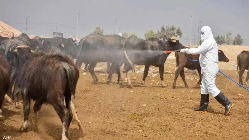 الحمّى النزفية تتفشّى في العراق