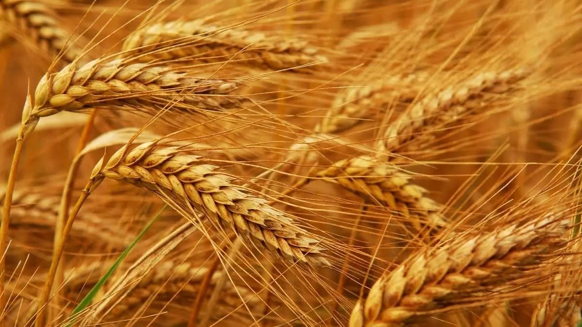 تمديدُ طلباتِ تسلُّم محاصيلَ القمح
