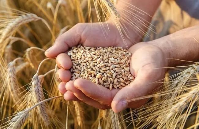 بيان هام من "الزراعة".. هذا ما جاء فيه