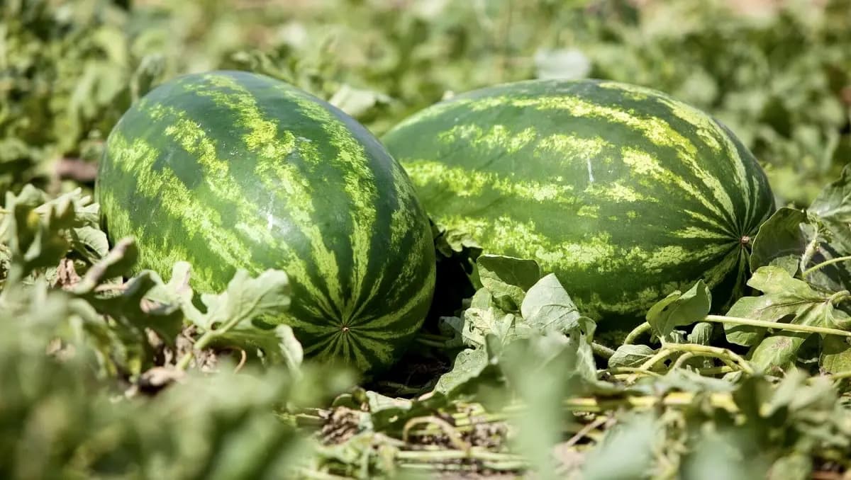 إطلاق نار وجرحى في البقاع.. والسبب "بطيخة"