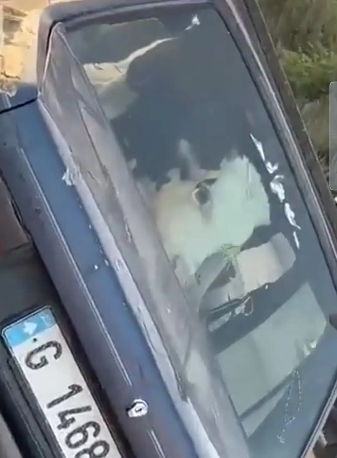 فقط في لبنان.. راكبُ السيارةِ "بقرة"!