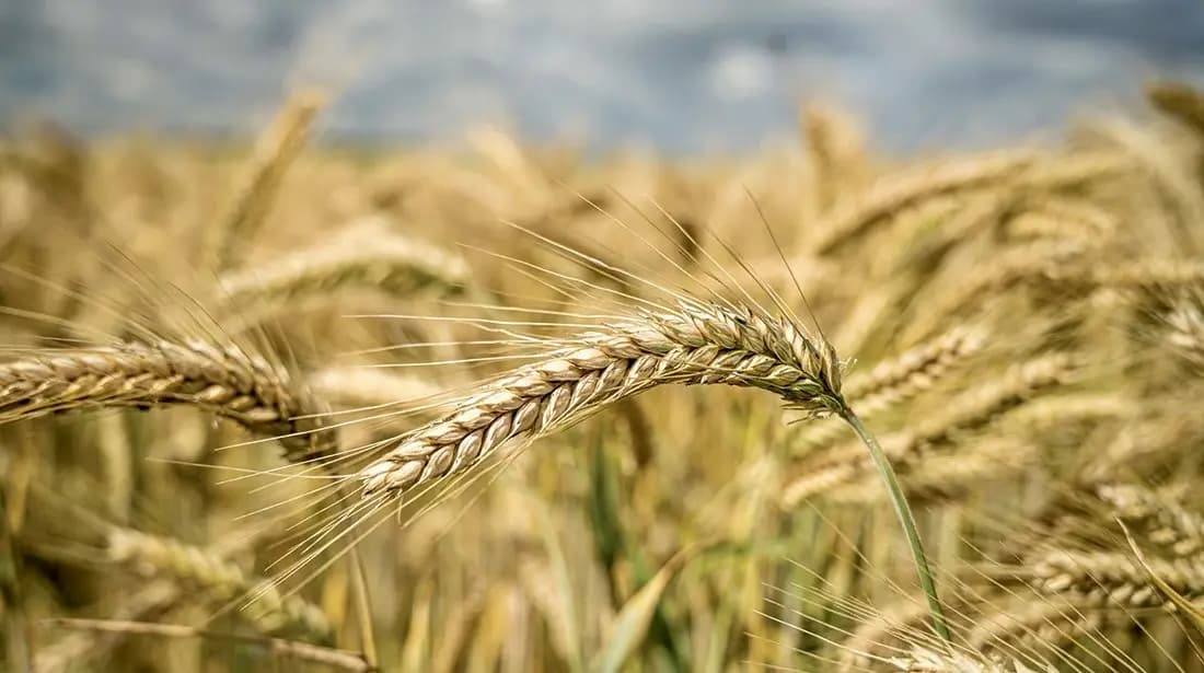 مصر تهدف لزيادة المساحة المزروعة بالقمح إلى 3.8 مليون فدان